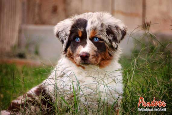 australian shepherd breeders arizona