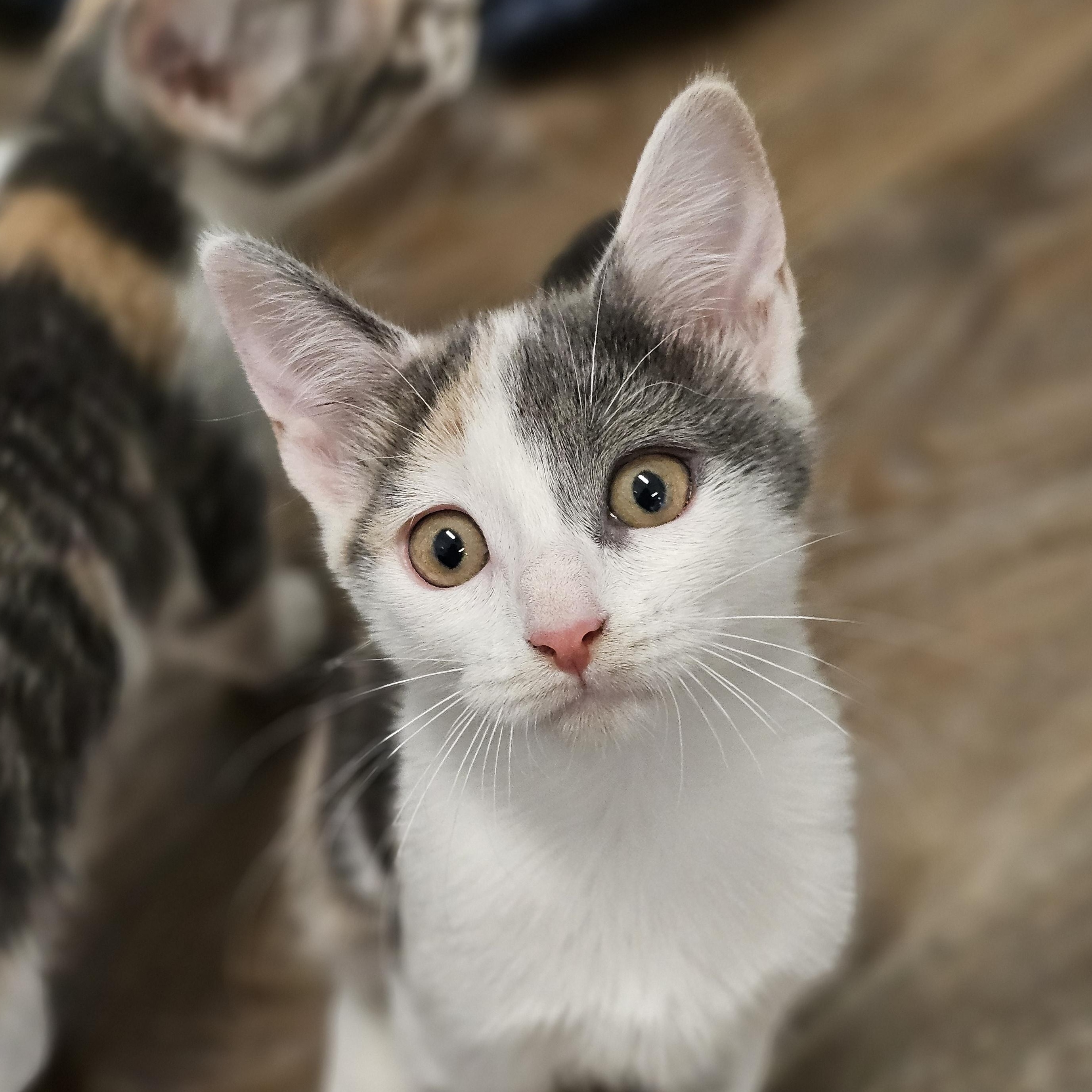 petfinder waynesville nc