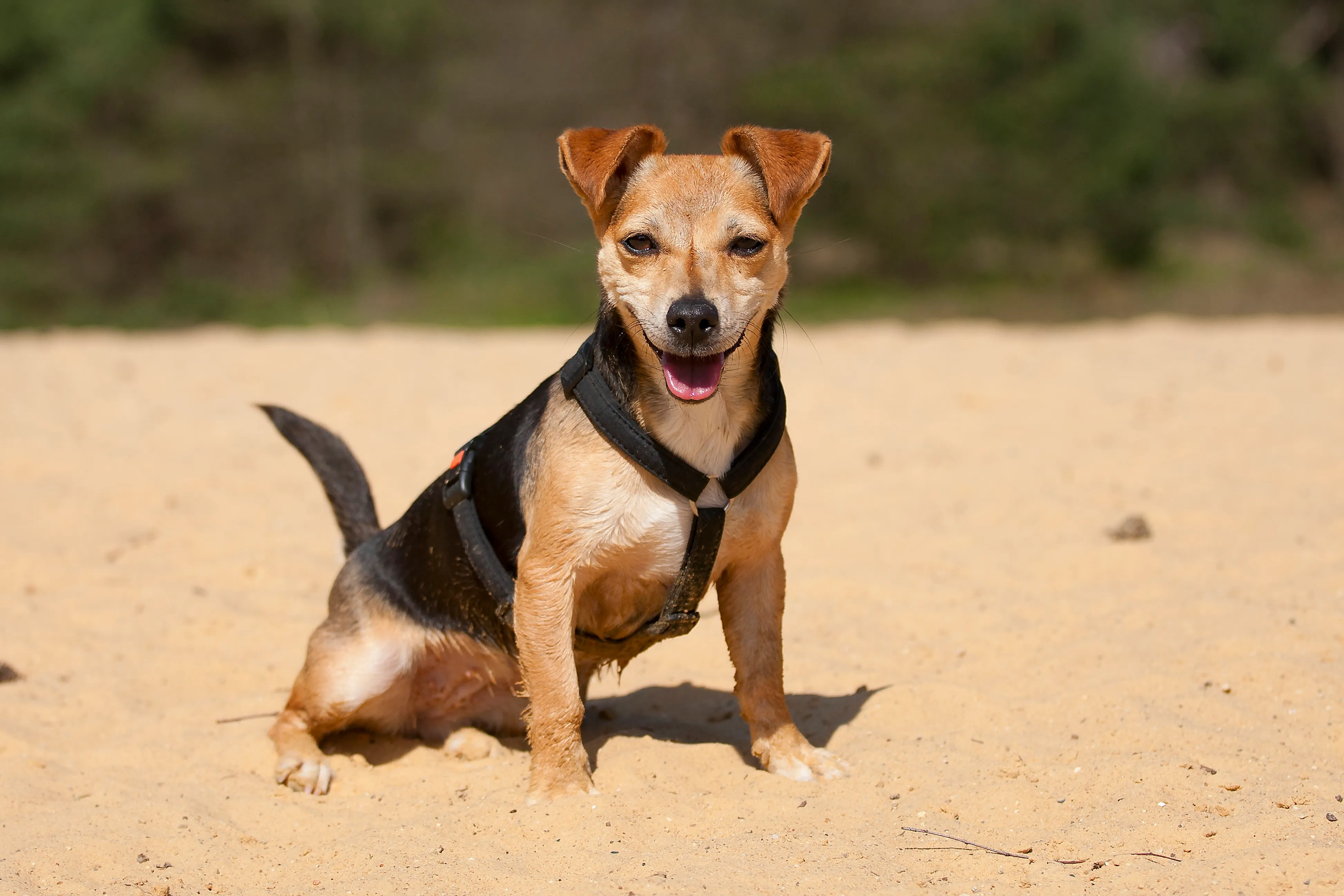 jack russell dachshund chihuahua mix