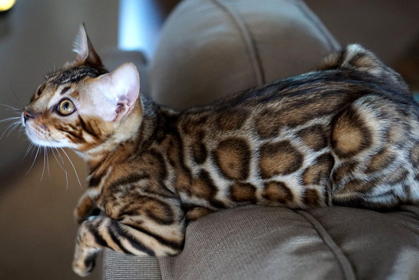 exotic cat breeds for sale