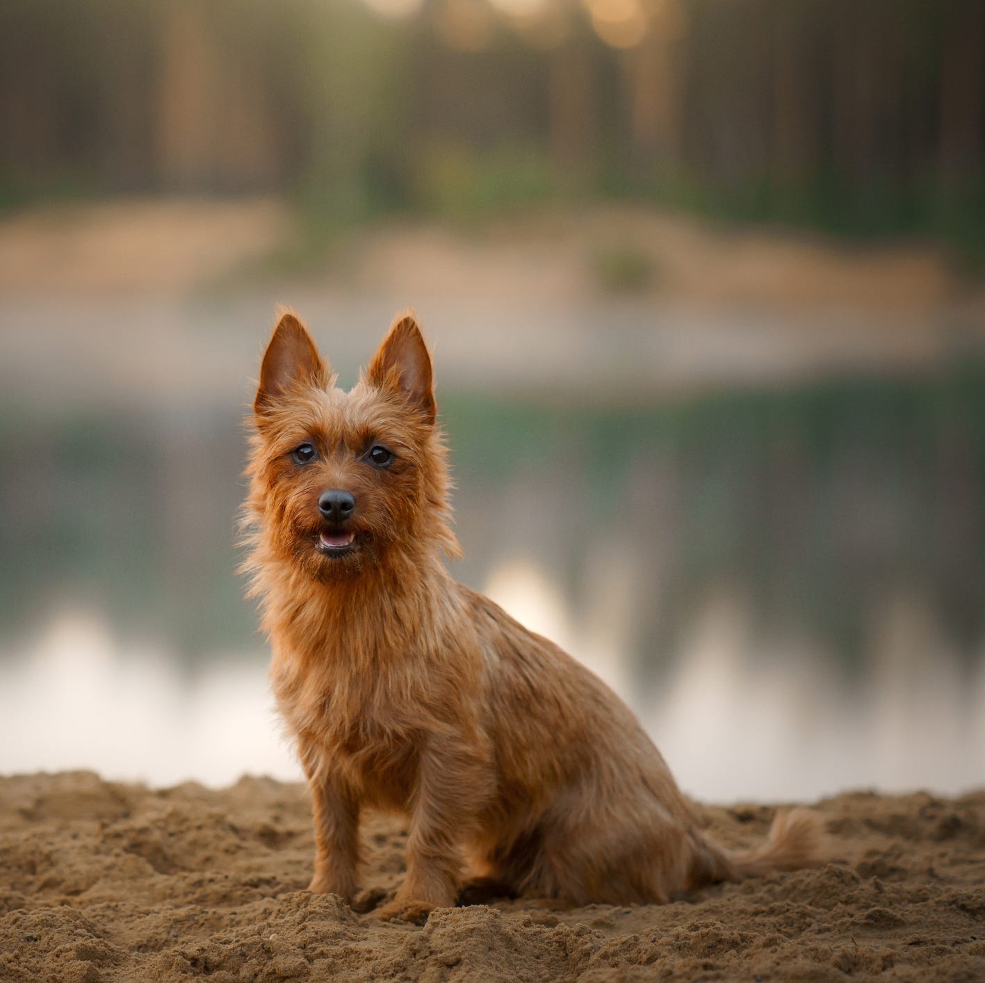 short legged terriers