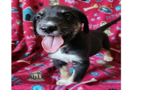 great dane adoption illinois