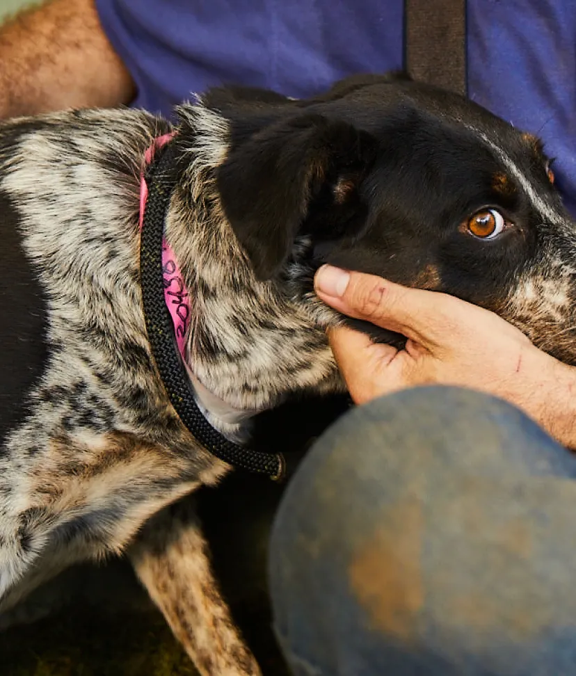 found dogs near me today