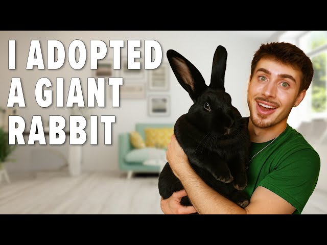adopt a giant rabbit