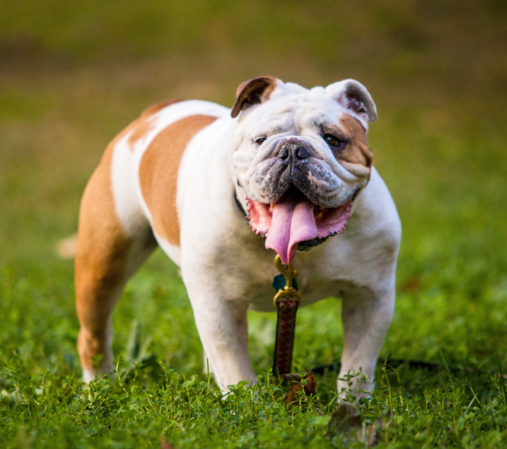 bulldog adoptions near me