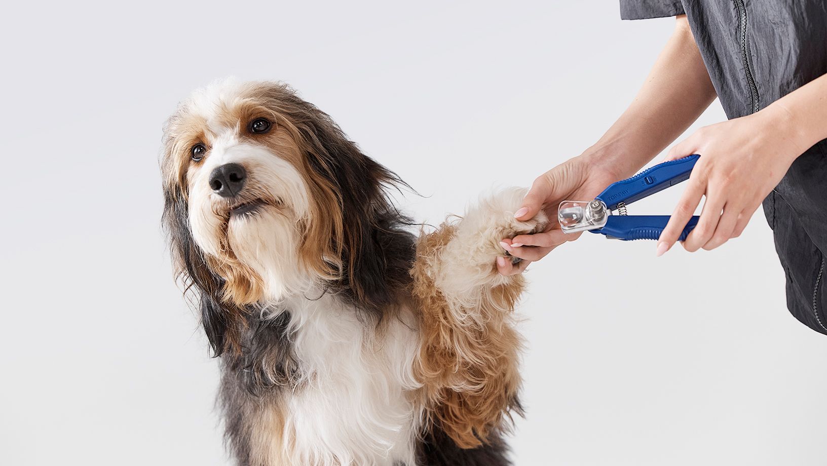 petsmart dog groomer