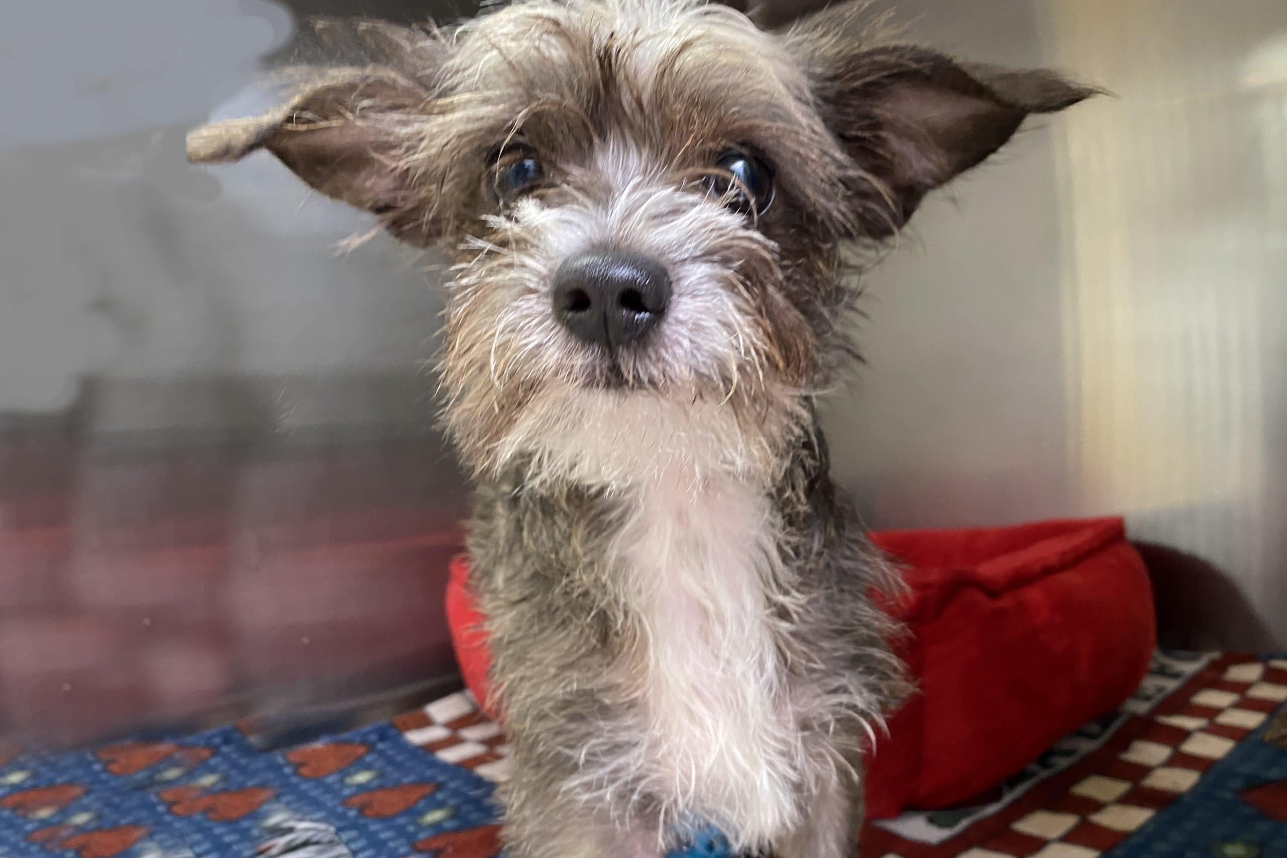 senior dogs rescue near me