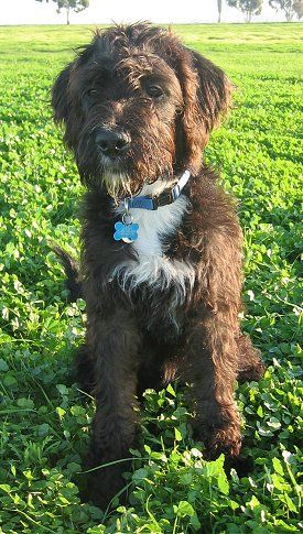 boxer goldendoodle mix