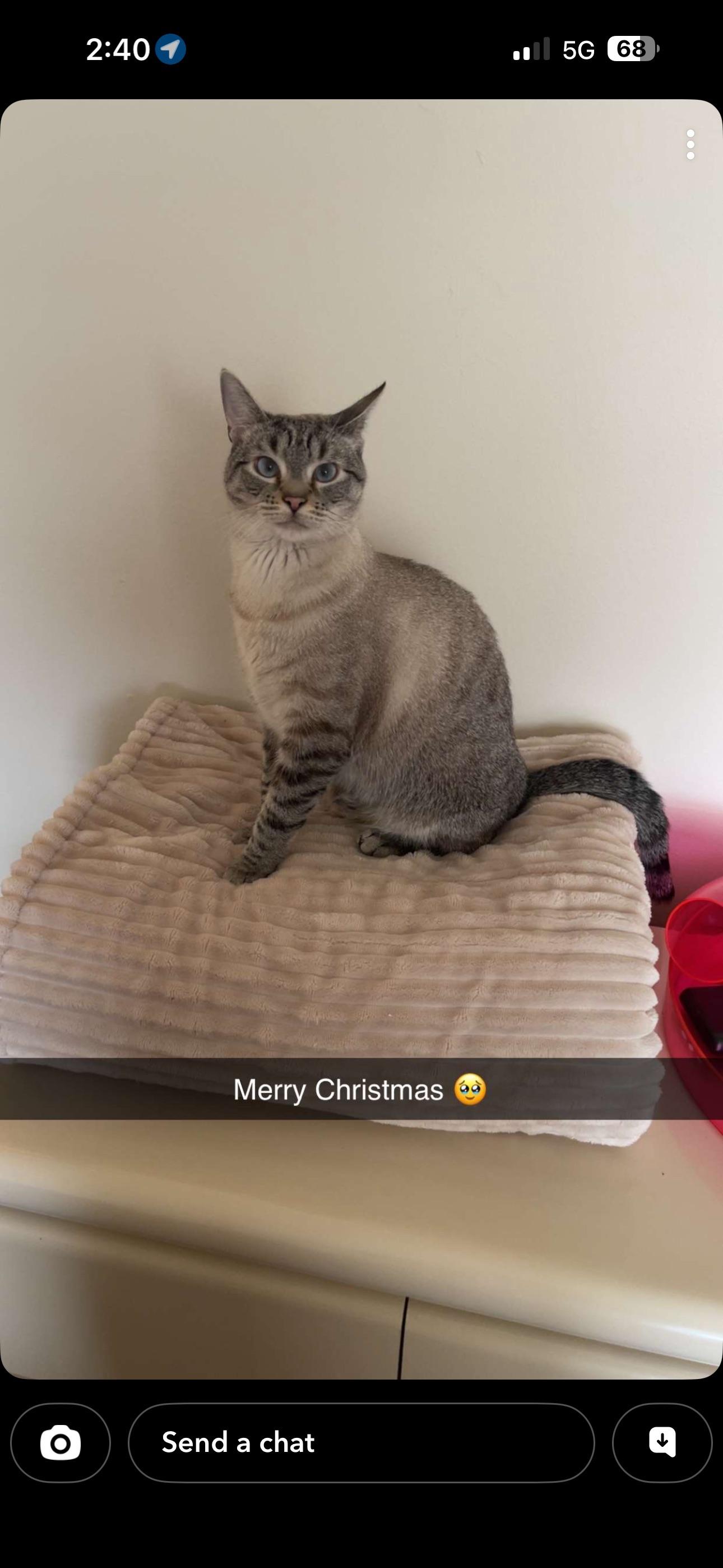 need to rehome my cat