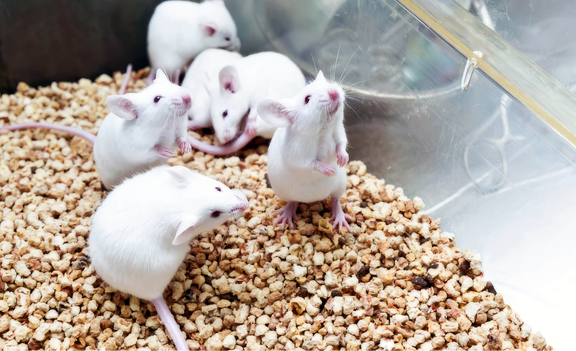 best litter for rats