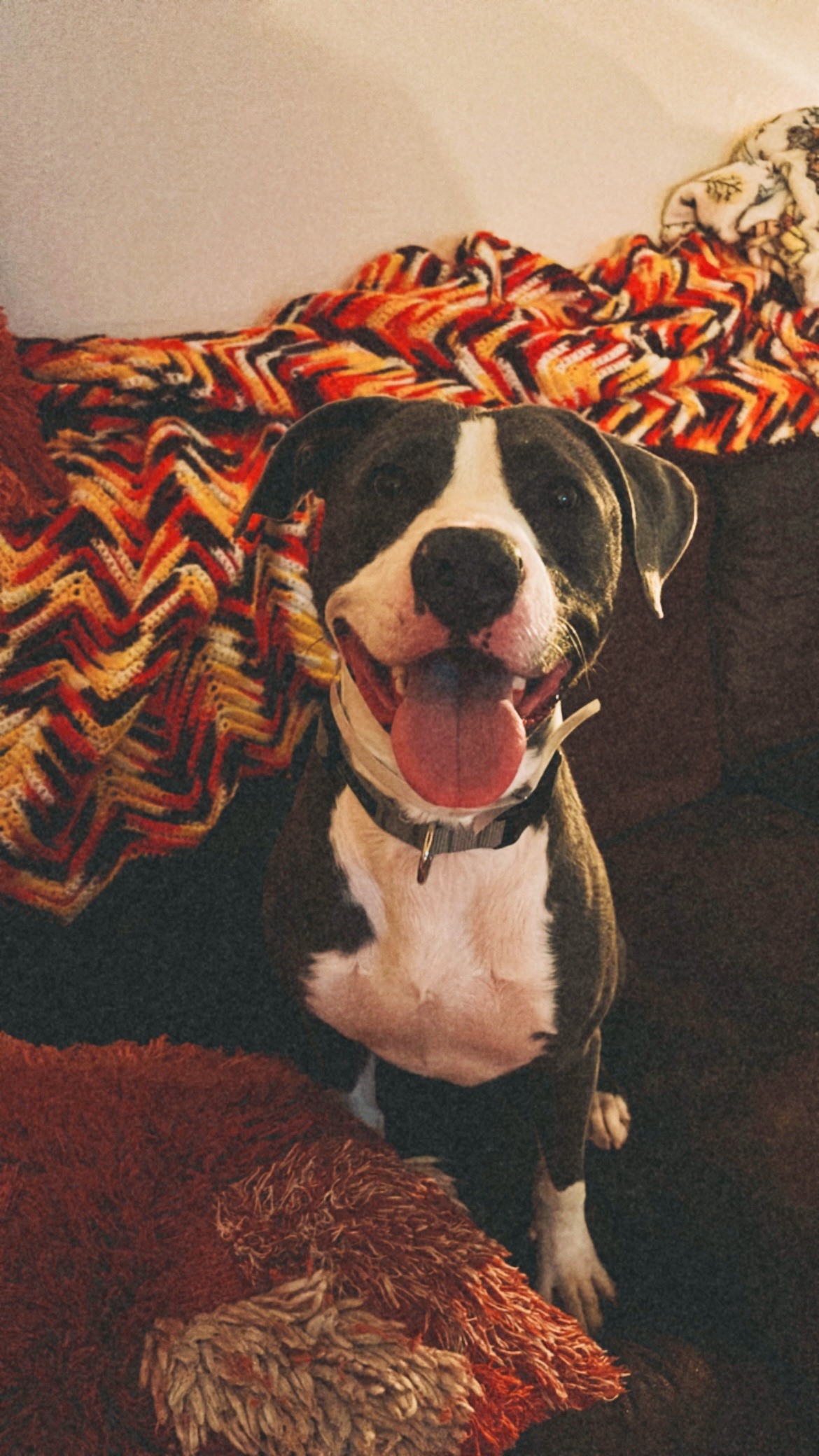 petfinder santa clarita