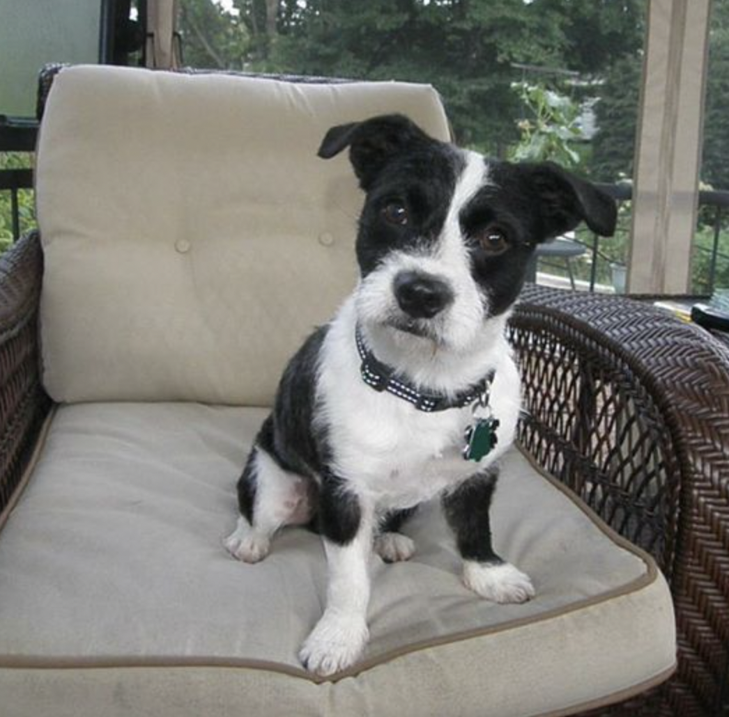 boston terrier bichon mix