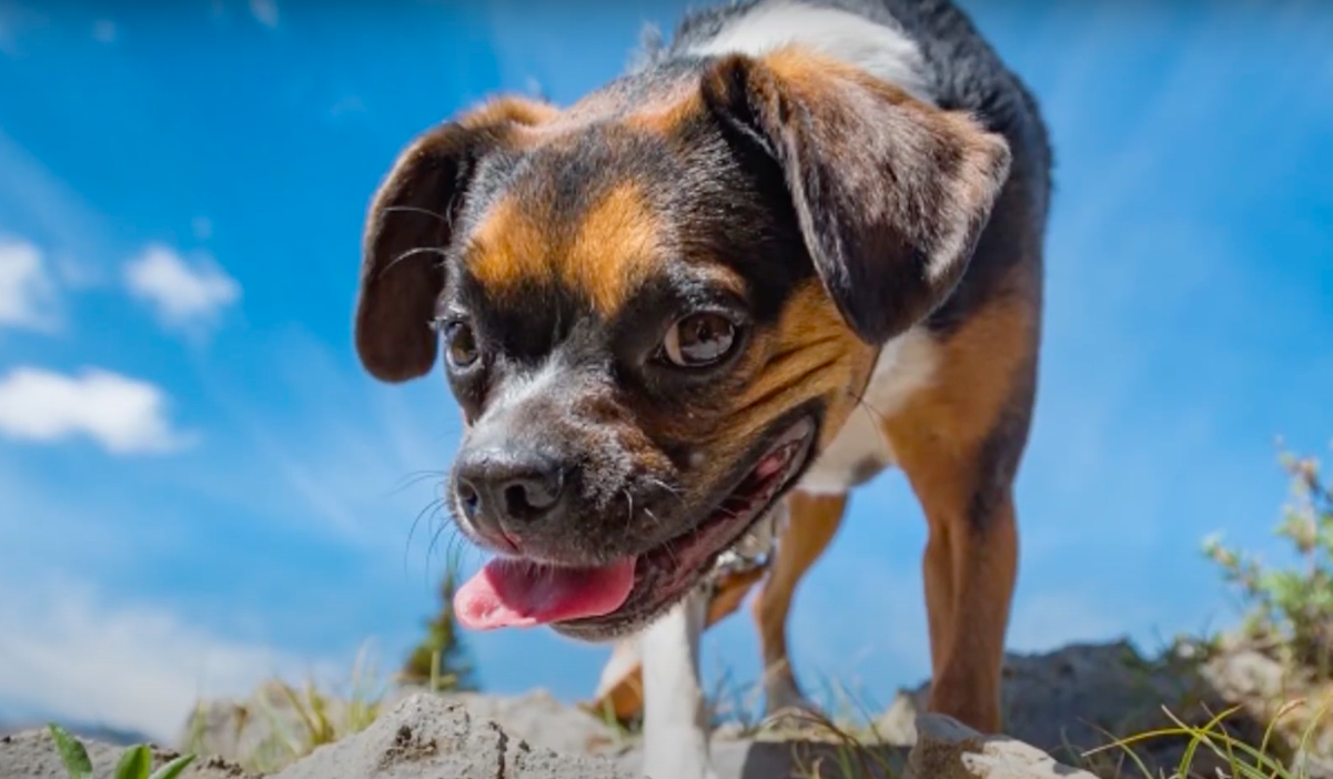 beagle boston terrier mix