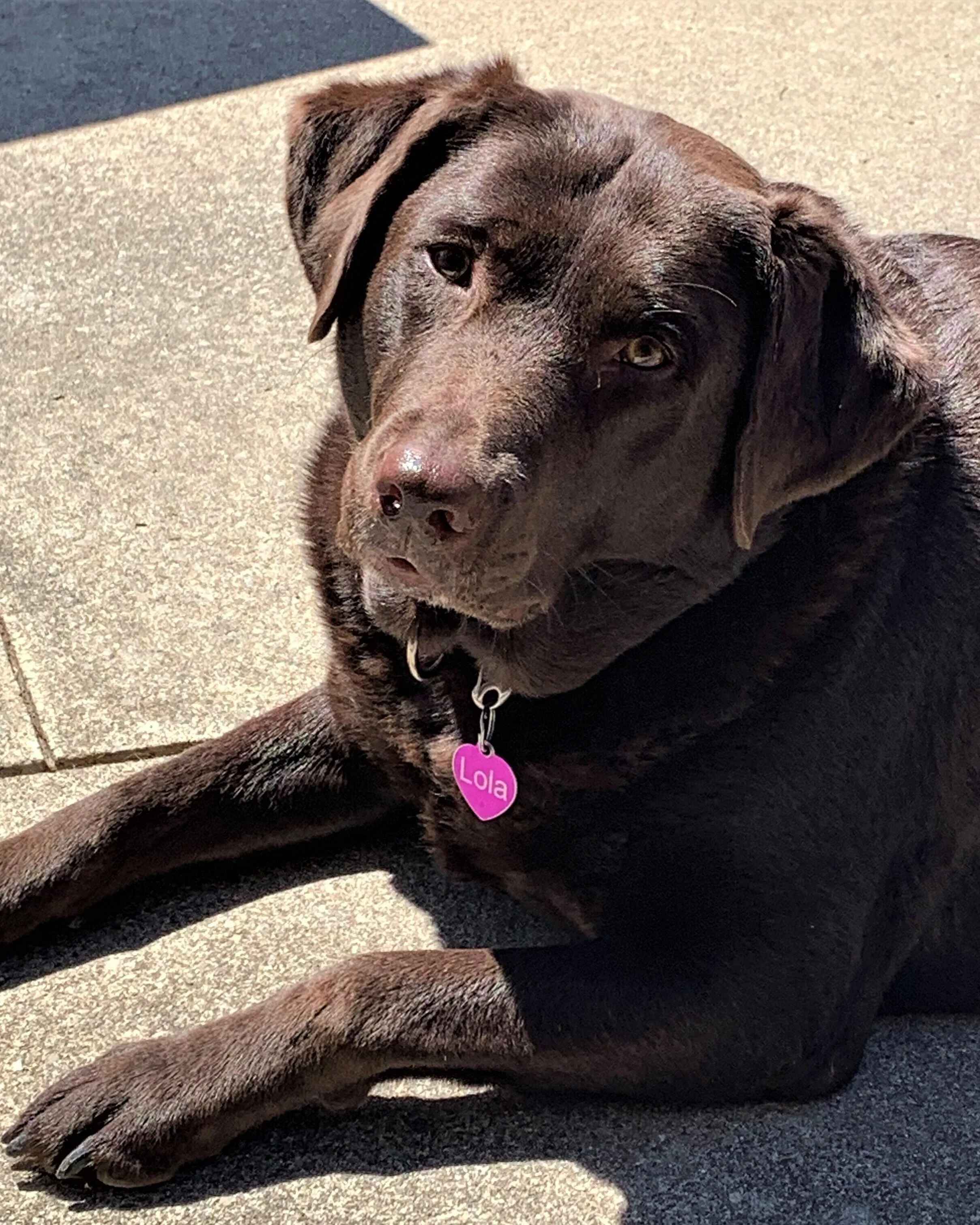 lab mix rescue near me