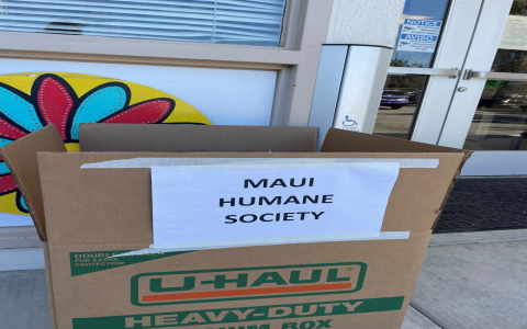 maui animal shelter