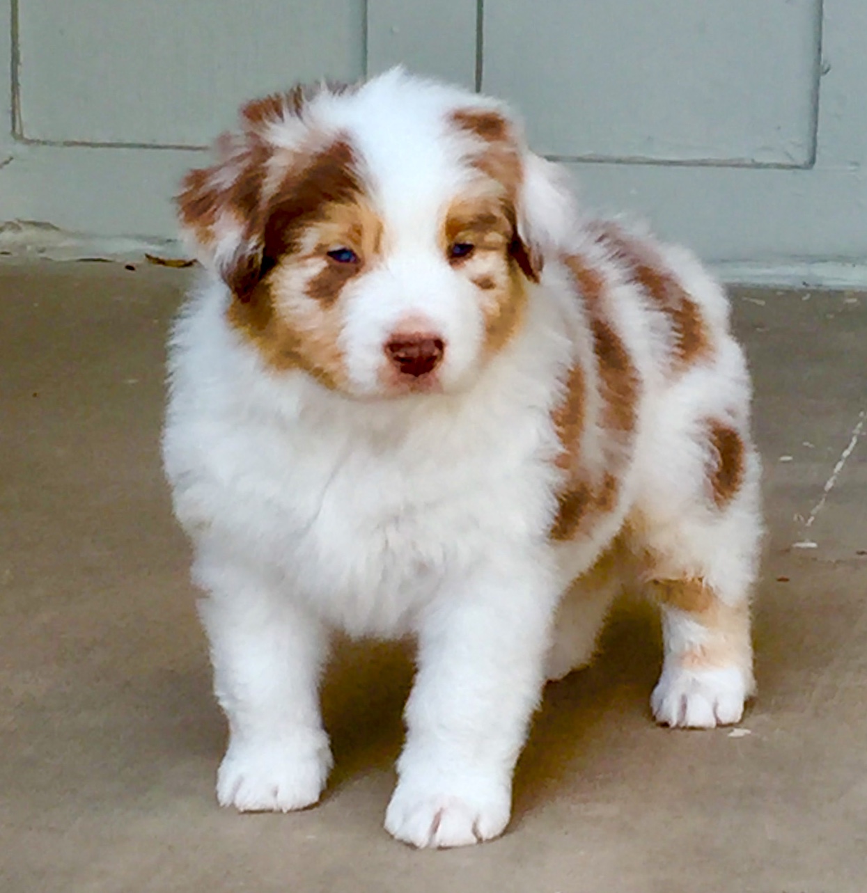 australian shepherd breeders arizona