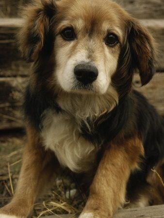 beagle golden retriever mix for sale