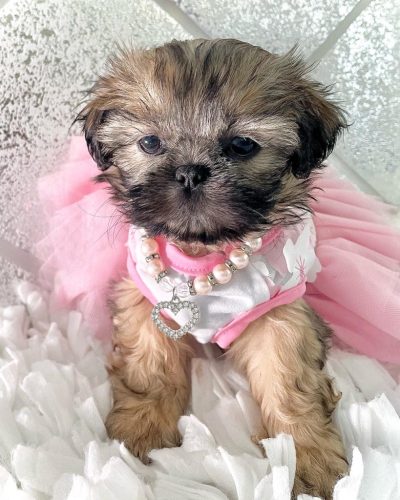 shih tzu puppies for sale by owner in az