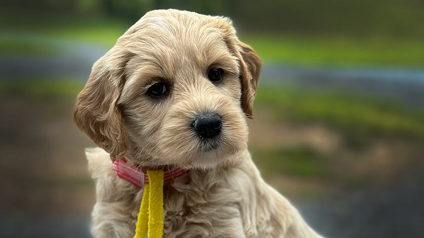 goldendoodle registration