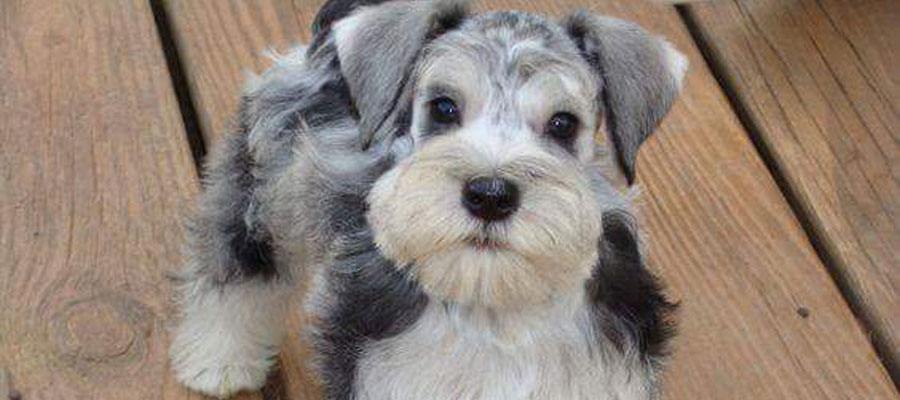rescue schnauzers near me