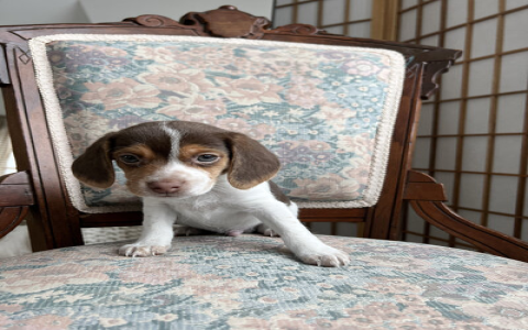 beagle puppies for sale pa