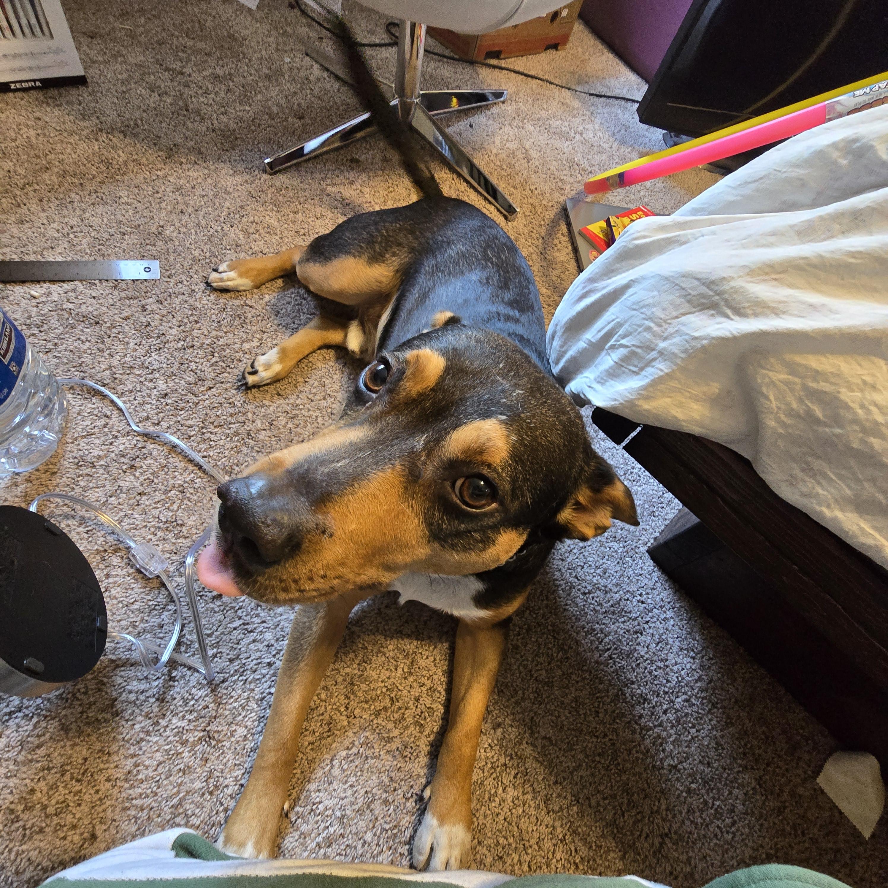 where can i give a dog away