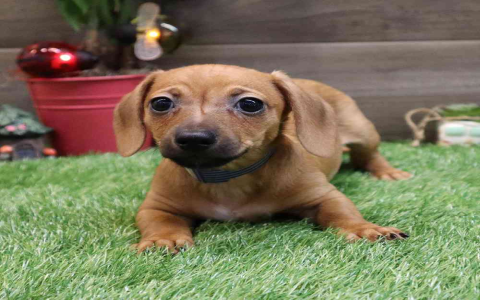 chihuahua puppy for sale florida