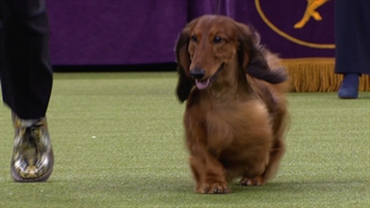 national dog show dachshund