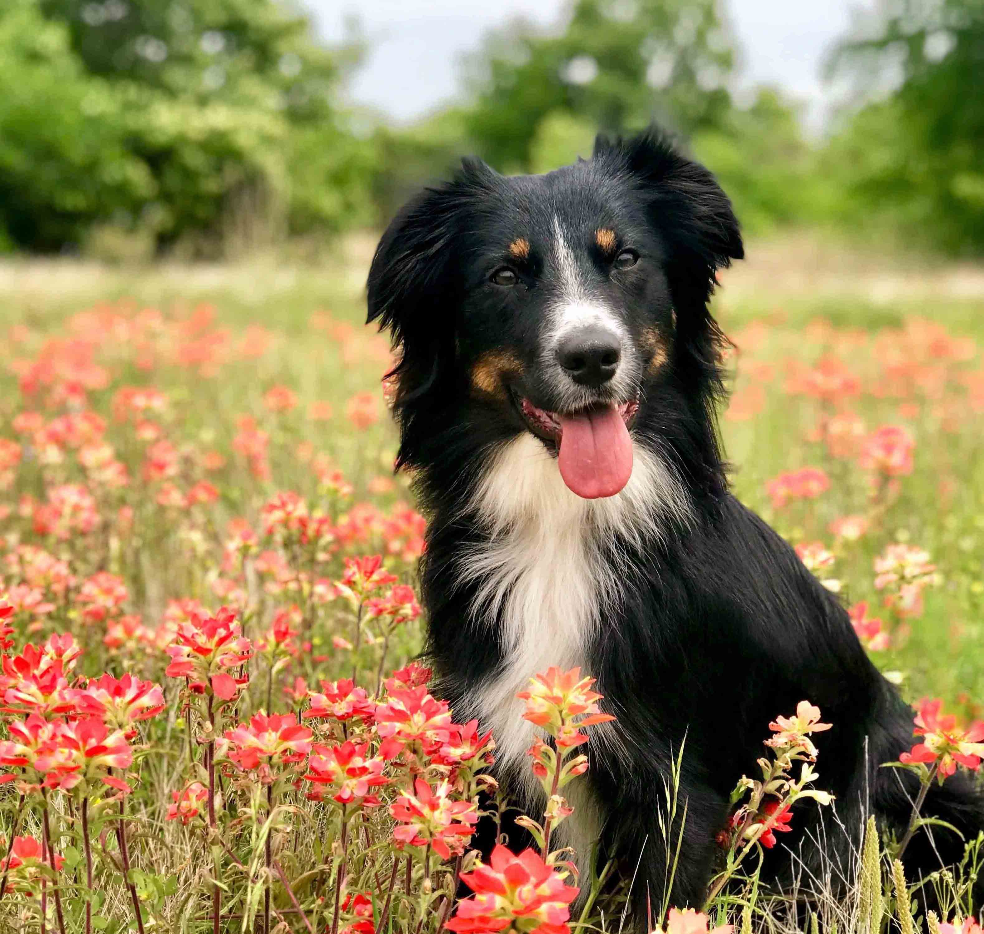 rehome australian shepherd