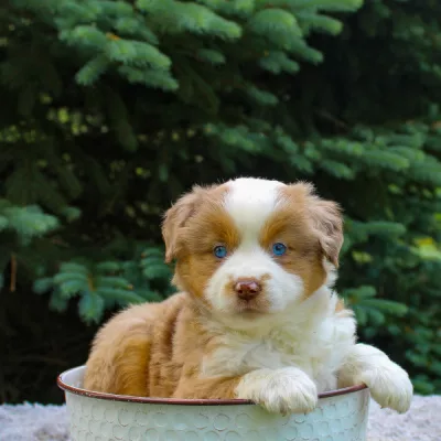 australian shepherd puppies michigan