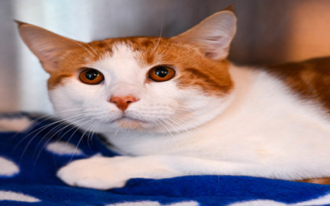 animal rescue near me for cats