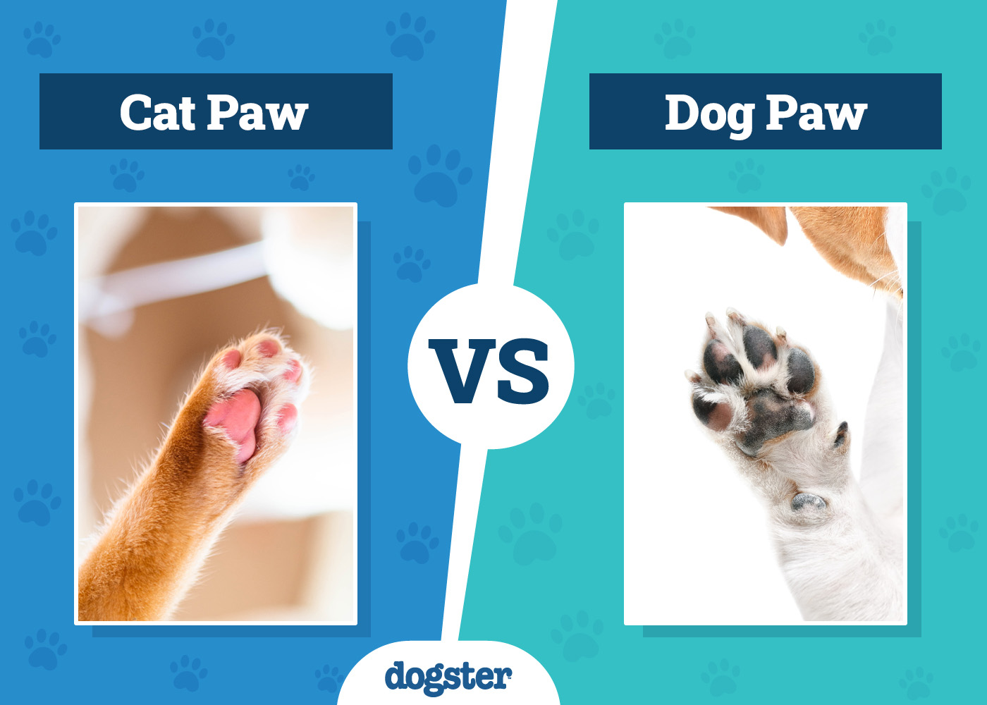 cat vs dog paws