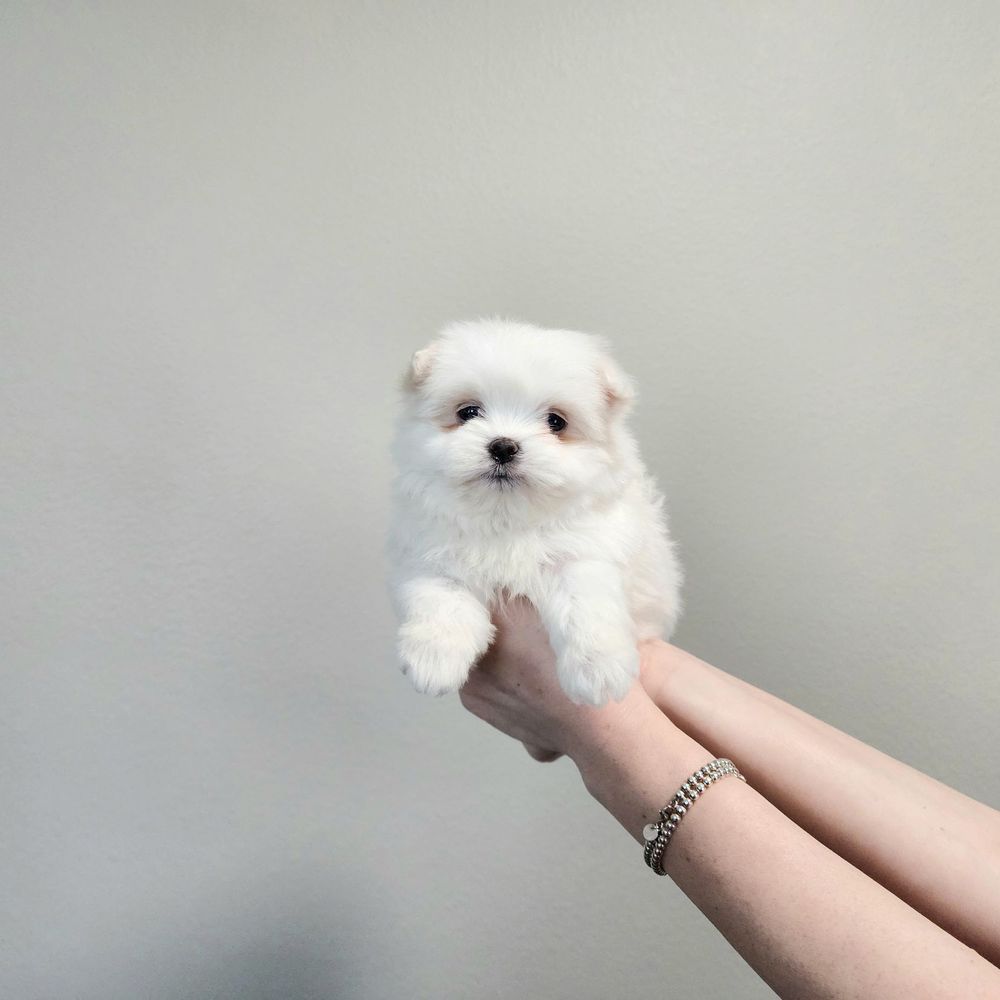 pet store los angeles puppies