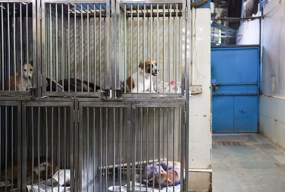 animal shelter in delhi