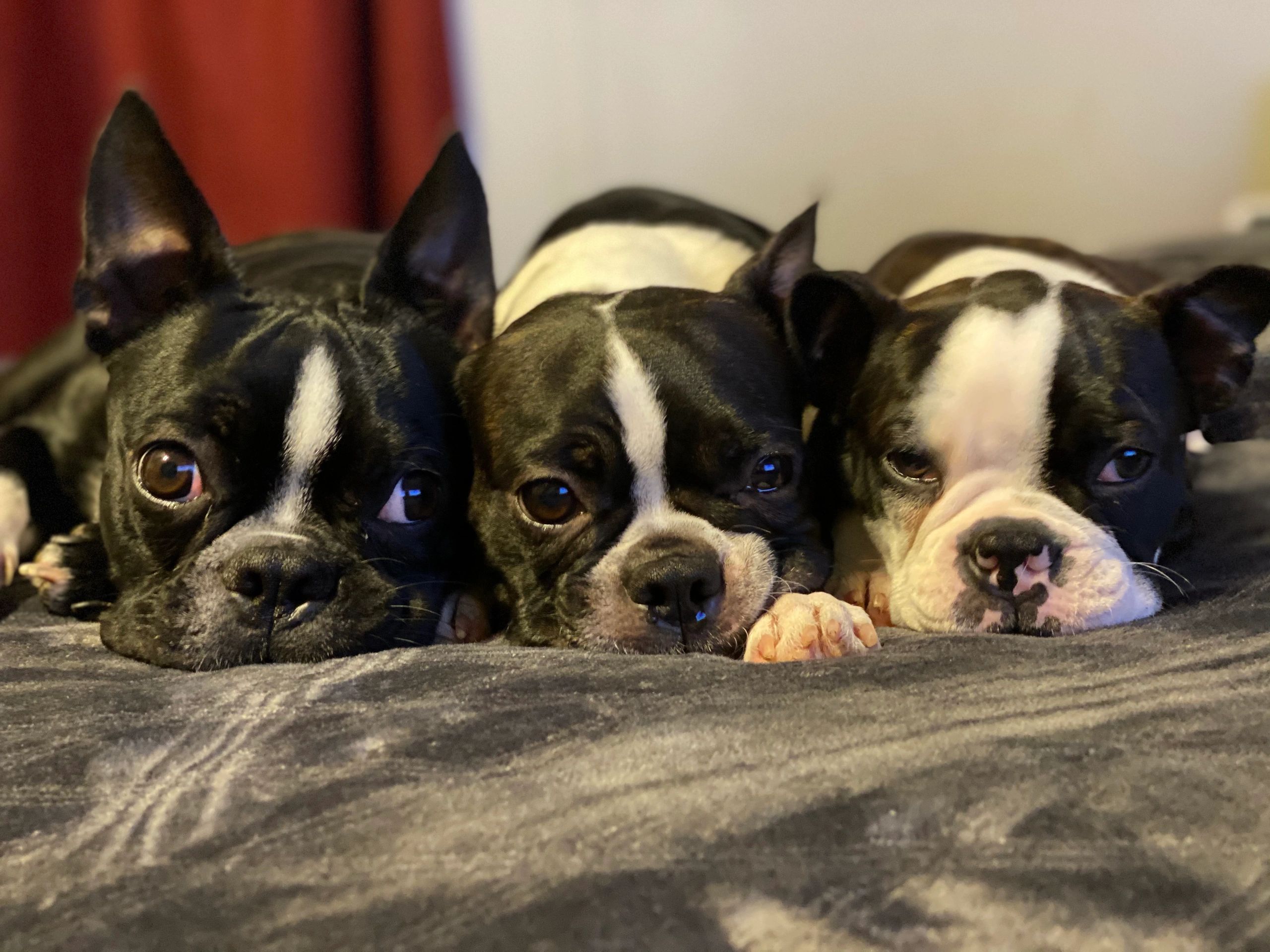 boston terrier puppies nj