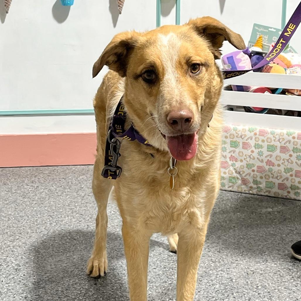 petfinder prescott az