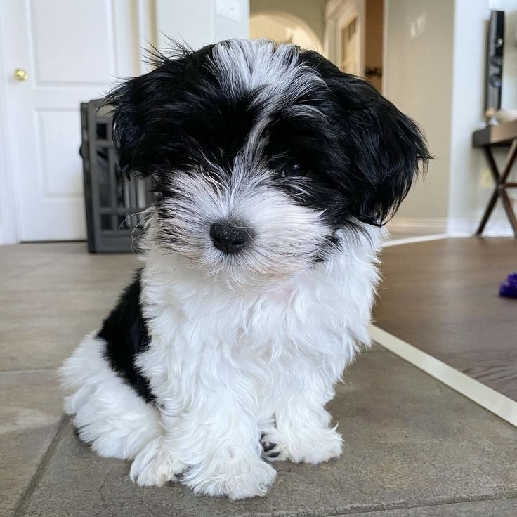 black and white puppy