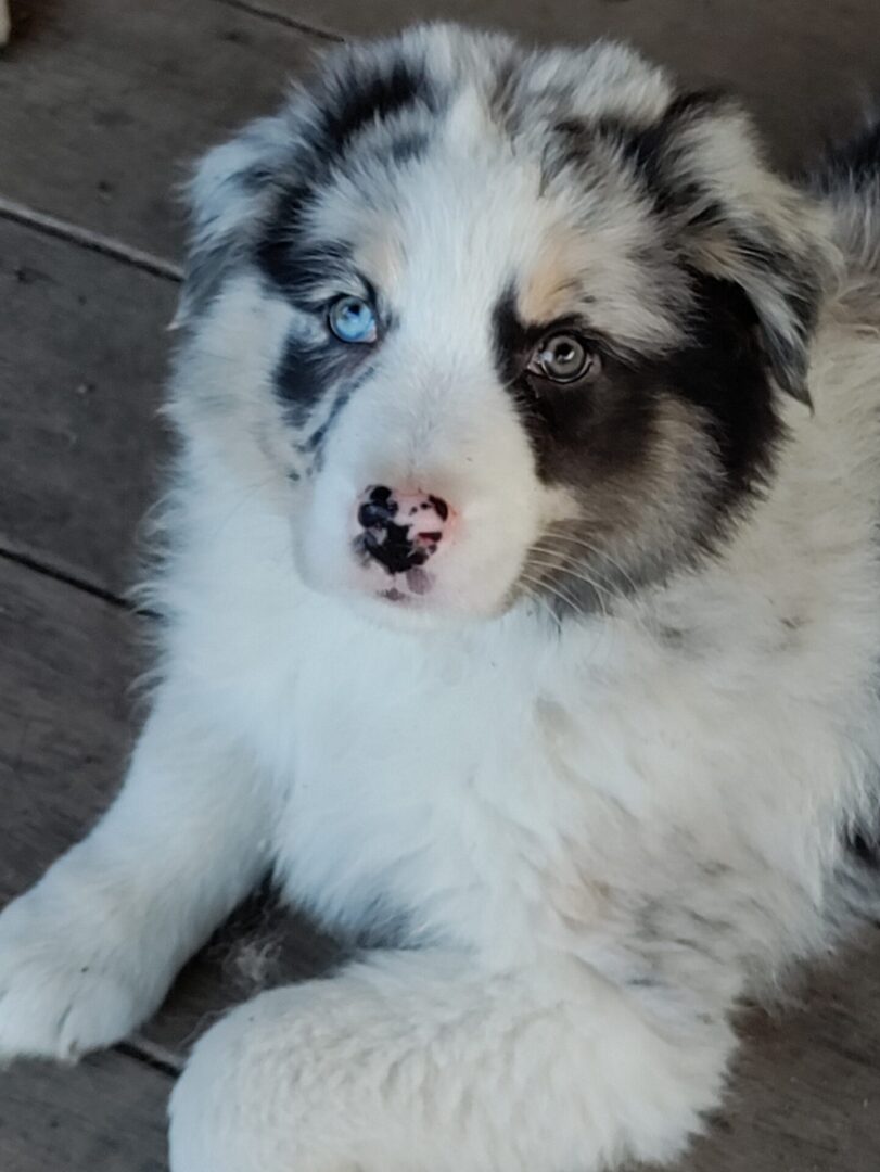 australian shepherd breeders ct