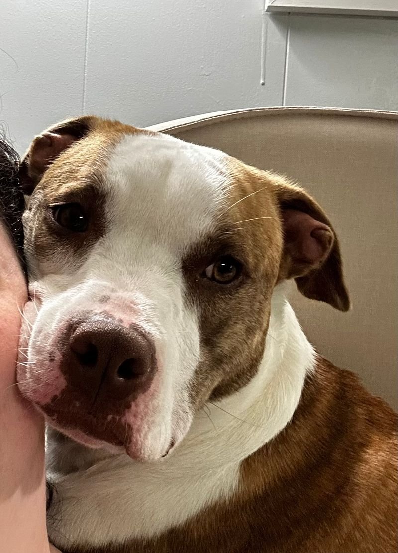 private dog rehoming