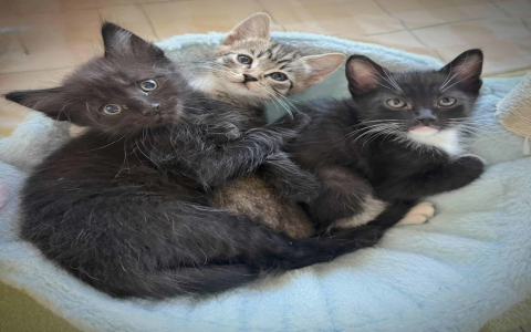 foster a kitten near me