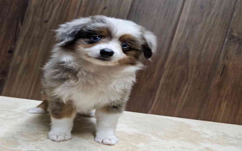 australian shepherd breeders ct