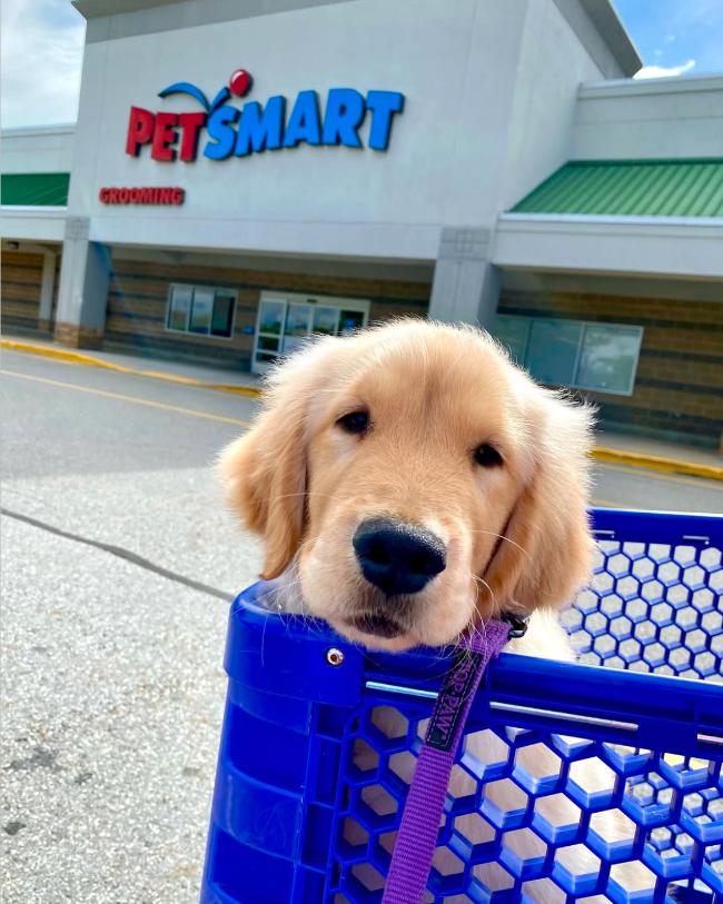 petsmart sell dogs