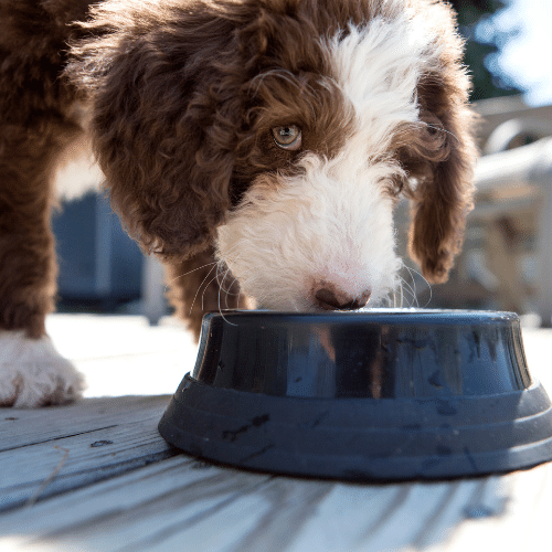 best dog food for labradoodle puppy