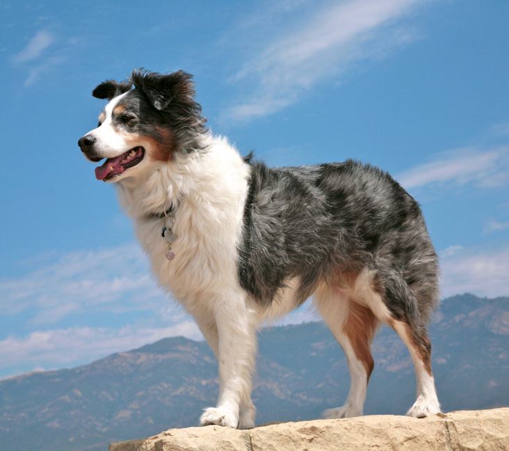 australian shepherd breeders ct