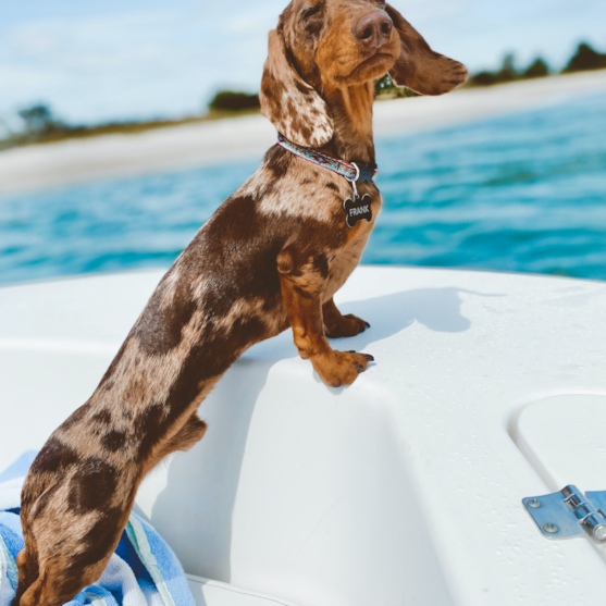 dachshunds for sale in florida