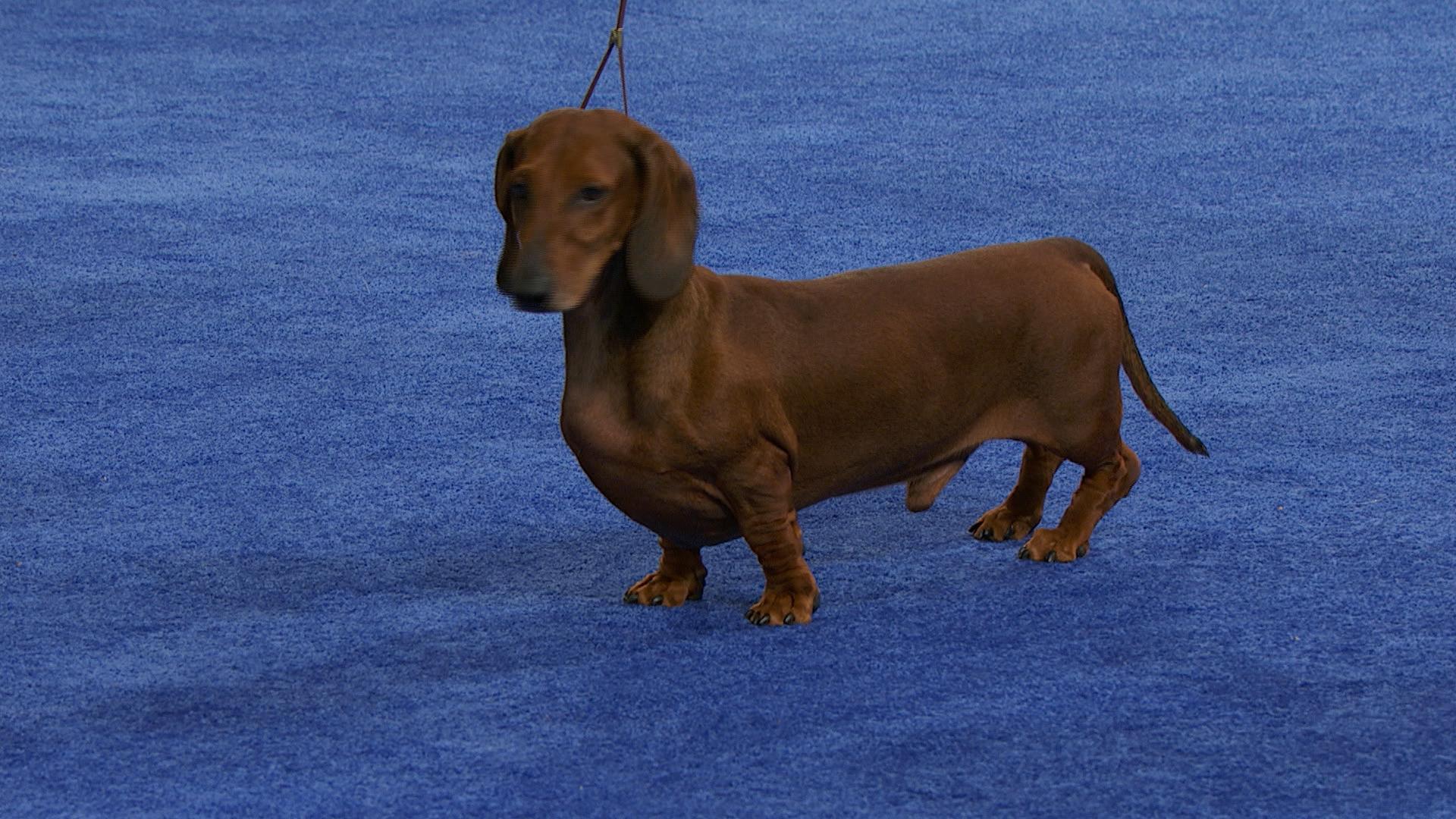 national dog show dachshund