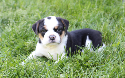 english bulldog puppies michigan
