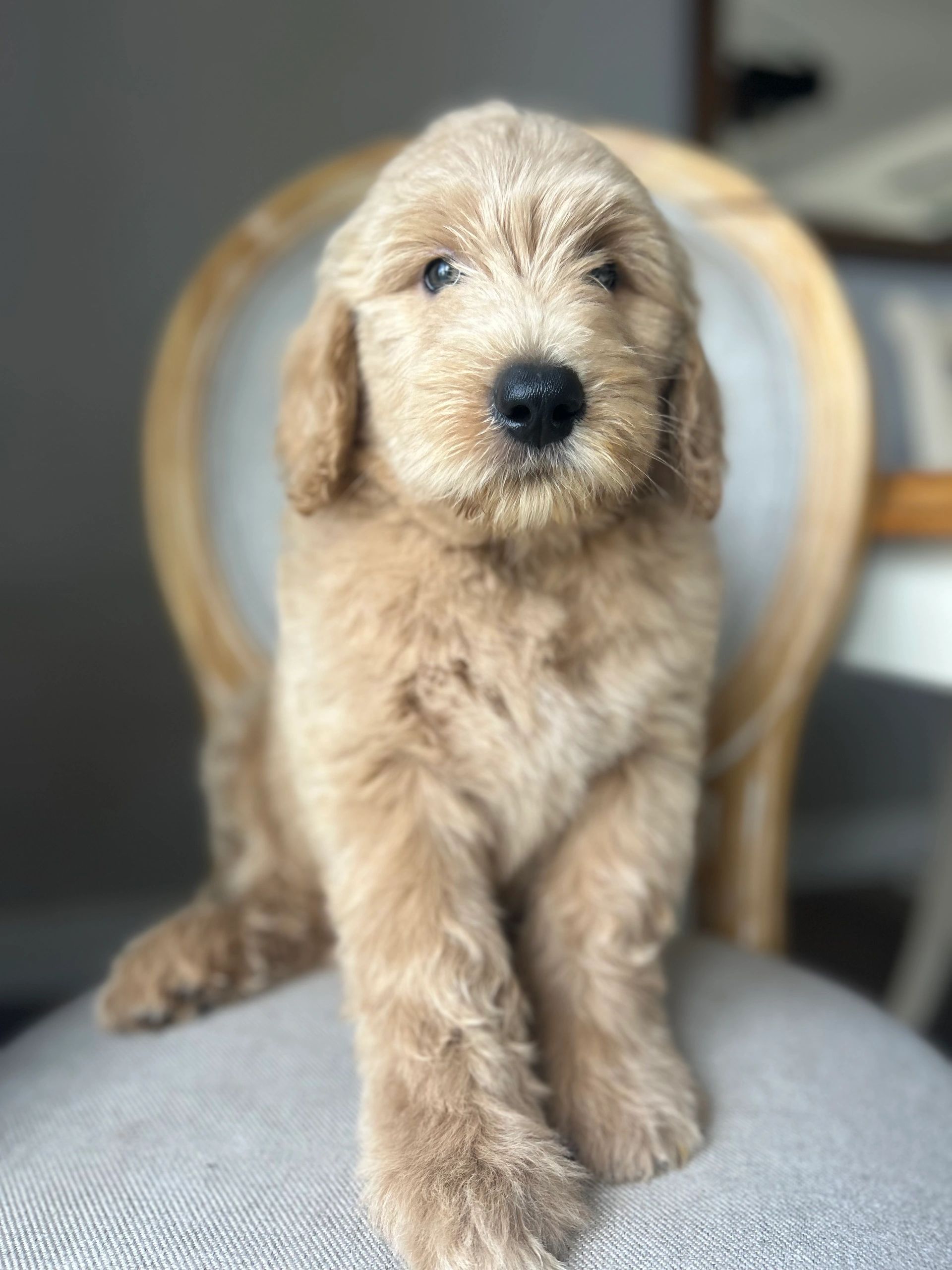 goldendoodle puppies washington state