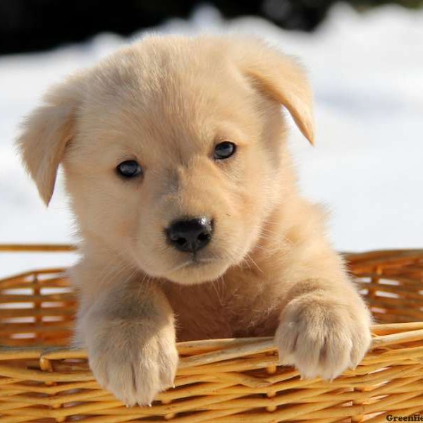 golden retriever shepherd mix puppies for sale