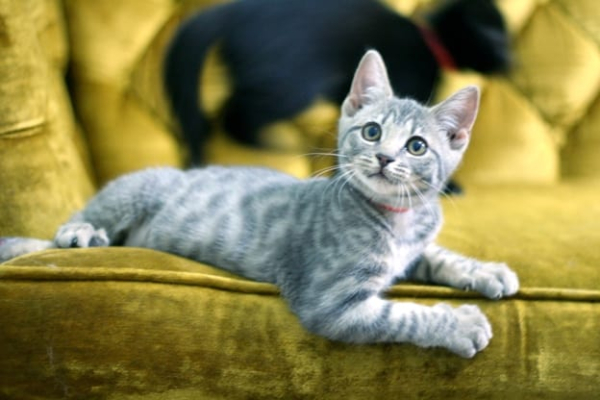 same day cat adoption near me